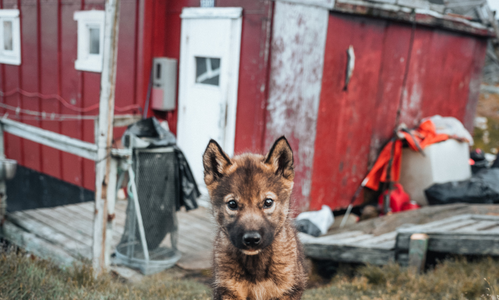 The_true_locals_of_Kulusuk._Photo_by_Norris_Niman_-_Visit_Greenland_slider_1750934035.jpg